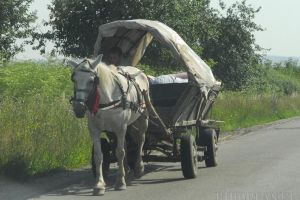 Nu i-a trebuit maşină: Un bărbat din Valea lui Mihai a furat calul şi căruţa unui sătean din Şimian