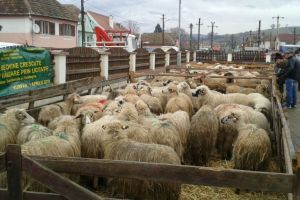 FOTO – Animale donate fermierului ale cărui oi au murit mistuite de incendiu la Șura Mică. Omul a plâns de fericire