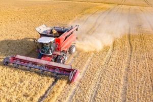 Producţia agricolă a crescut la toate culturile! România, campioana Europei la floarea soarelui!