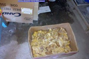 Percheziţii la contrabandiştii de tutun din Teleorman; două persoane au fost reţinute