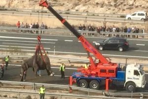 Elefanţi ridicaţi cu macaraua de pe o autostradă din Spania – Camionul unui circ s-a răsturnat