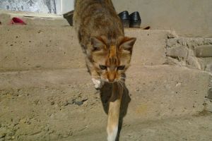 Sătul de „invazia pisicilor”, un cetăţean cere Primăriei să scape Bistriţa de ele