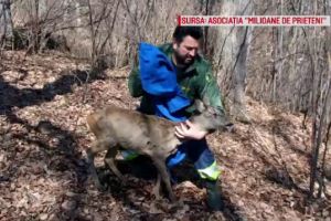 Căprioara salvată de pompierii zărneşteni a fost eliberată în pădure (Video)
