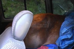 Braconier trimis în judecată pentru împuşcarea a doi cerbi şi a unui pui de căprior