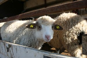 S-a deschis punctul de sacrificare de pe Tărpiului. Cât costă kilogramul de miel (FOTO)