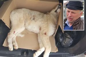 Vânător... de câini: Tatăl unui ofiţer e Poliţie a împuşcat un câine doar pentru că s-a certat cu proprietarul lui