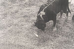 Pericol in parcul Tabacarie din Constanta. Un caine rottweiler fara botnita a fost depistat in parc. Ce sanctiune a primit proprietara animalului 