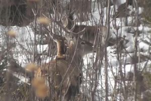 Cerbi şi ciute surprinsi în imagini în habitatul lor natural