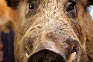 Un bărbat a fost UCIS de un mistreţ. Modul în care a fost ATACAT e CUMPLIT: „I-a SFÂRTECAT piciorul!”