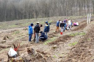 Luna plantării arborilor: Peste o mie de puieţi sădiţi în pădurile din Bihor (FOTO)