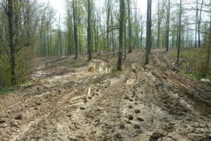 Frate cu hoţii de lemne: Un pădurar, cercetat pentru dispariţia a 800 de copaci din pădurea Primăriei Sânicolau Român