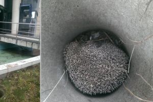 Un arici căzut într-un canal, salvat de voluntarii CRE