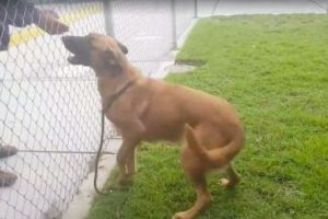 EMOTIONANT! Ce face un căţel atunci când îşi vede stăpânii care l-au abandonat/ VIDEO