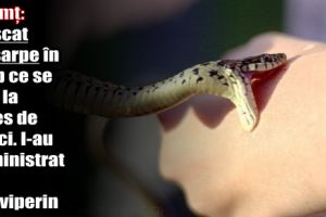Neamţ: Muşcat de şarpe în timp ce se afla la cules de urzici. I-au administrat ser antiviperin
