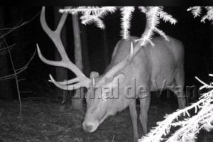 VIDEO: Imagini spectaculoase cu sălbăticiunile care trăiesc în Munţii Vrancei