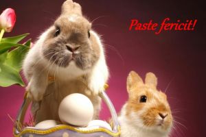 MESAJE de PAŞTE haioase. Cele mai  amuzante şi „funny” urări de trimis prietenilor