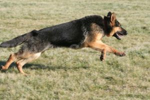 Constanta. Proprietar de patruped, amendat pentru tulburarea linistii vecinilor