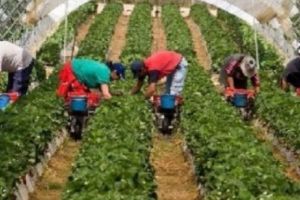 Olandezii, sătui de muncitorii români. Noua regulă