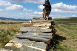 Amenzi de 22.000 lei pentru taieri ilegale de lemn