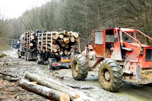 Bezdead: Anunţ privind organizarea licitaţiei de vânzare de masă lemnoasă pe picior