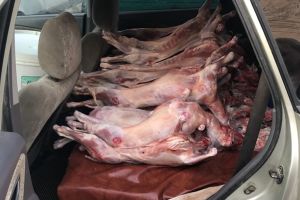 Control in pietele din Timisoara. Un comerciant tinea mieii taiati pe bancheta masinii