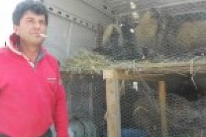 Miei pentru Paşte, doar în Piaţa Chiriac din Craiova