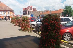 Primăria Sebeş cheltuie în acest an peste 170.000 de euro pe operaţiunea de înverzire şi înflorire a municipiului. Ce alte achiziţii directe s-au mai facut