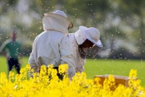 Calendarul apicol: lucrările importante din stupină în aprilie