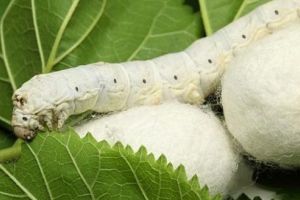 Ministrul Petre Daea vrea să salveze sectorul care i-ar putea îmbogăţi pe micii fermieri