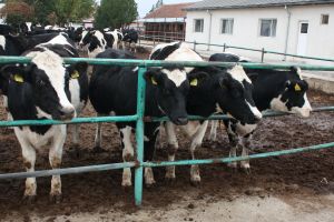 Precizări cu privire la cuantumul Sprijinului cuplat în sectorul zootehnic (SCZ)