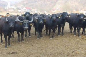 Bani pentru crescătorii de bubaline