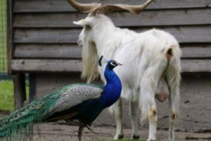 Germania: români condamnaţi la închisoare după ce au ucis o capră dintr-o grădină zoologică. Cum şi-au justificat gestul