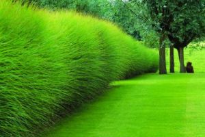 A fost aprobat registrul local al spaţiilor verzi din municipiul Feteşti