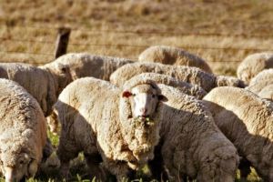 Cooperativa agricolă „Țara mea” şi crescătorii de ovine au pus bazele unui parteneriat de colaborare