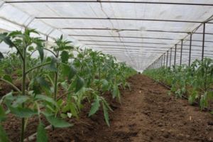 Programul de sprijin pentru tomate continuă şi în 2018