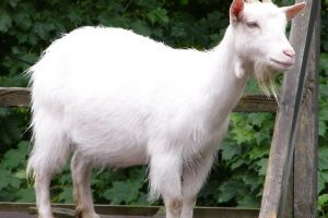 Germania. Romani condamnati la inchisoare dupa ce au ucis o capra de la gradina zoologica ca s-o manance  