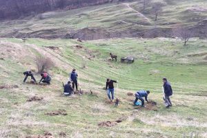 Acţiune de plantare de puieţi de salcâm în comuna Pătrăuţi