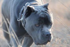 CAZ PUR ȘI SIMPLU ȘOCANT! Un câine de luptă şi-a ucis stăpânii. Ce cred MEDICII LEGIȘTI despre moartea celor doi