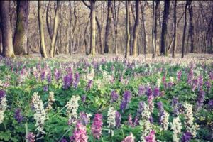 
Minune naturală la doi paşi de Timişoara. Brebeneiii au umplut Poiana florilor I FOTO
