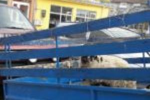 Mielul, la mare căutare în piaţa din Caransebeş. Cât scot din buzunar gugulanii pentru bunătăţile de Paşte?