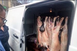 Produse de Paşte, vândute la Constanţa. CARNE de MIEL din PORTBAGAJ, COZONACI ARTIFICIALI