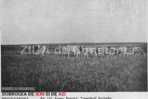 #citesteDobrogea: Laptele falsificat si amestecurile de uleiuri, la control. Lucrari din Biblioteca Virtuala ZIUA de Constanta