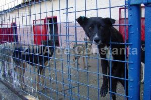 Primaria va organiza mai multe licitatii in vederea achizitiei de servicii pentru acest obiectiv:   Se pregateste deschiderea adapostului pentru cainii fara stapan din municipiul Constanta 