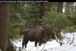 Zimbrul pus pe sotii. Cum rupe, in joaca, un bradut. Efectiv il smulge din radacini. Imagini extraordinare (foto+video) 
