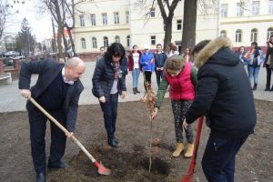 ”Stejarul Centenarului”, plantat în curtea Şcolii Gimnaziale ”Petru Muşat” Siret