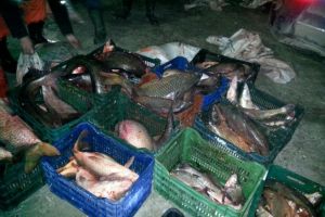 Combaterea braconajului piscicol: Pietele si targurile de peste, verficate de Politia Romana. Ce au descoperit