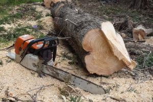 Sătmărean prins în timp ce tăia ilegal copacii primăriei