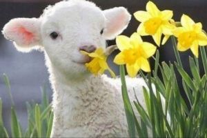 Cum va fi vremea in Noaptea de Inviere si in zilele de Paste