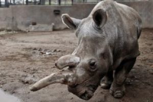 Kenya a demarat un proiect de monitorizare a populatiei sale de rinoceri, in incercarea de a salva aceasta specie