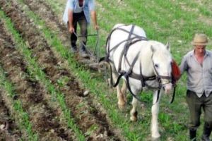 AFIR prelungeşte sesiunea de primire a proiectelor de finanţare pentru o măsură importantă